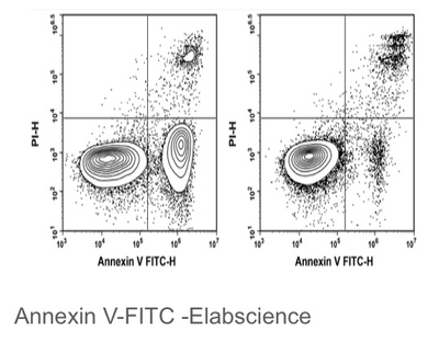 Elabscience® Annexin V-FITC染色液，E-CK-A111，适用荧光标记