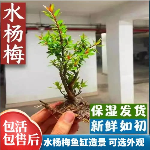 养死包赔水杨梅鱼缸造景水生树