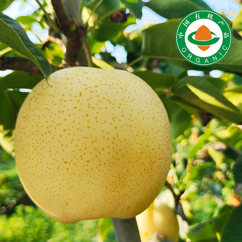 南召小空山有机黄金梨礼盒装