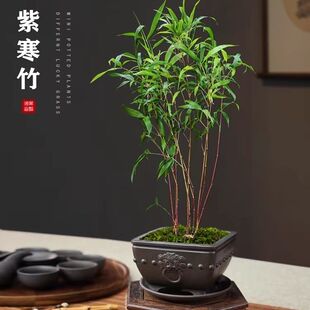 成品红寒竹紫寒竹茶台飘枝竹子盆栽室内茶室办公室招财绿植盆景