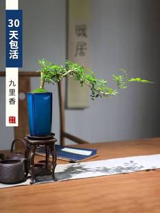 七里香迷你盆景树苗室内好养花卉驱蚊植物 九里香小盆栽老桩四季