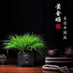 菖蒲苗微型盆景黄金姬虎须茶几绿植老桩办公室盆栽四季 常青紫砂盆