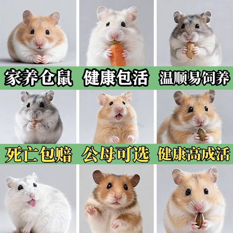 家养金丝熊小仓鼠活物健康包活