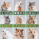 家养金丝熊小仓鼠活物布丁银狐可爱鼠类宠物一公一母情侣苍鼠活体