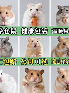 家养金丝熊小仓鼠活物布丁银狐可爱鼠类宠物一公一母情侣苍鼠活体