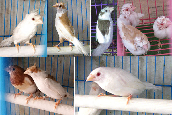 十姐妹保姆鸟/白腰文鸟/包活/成年种鸟/准确分公母/文鸟/易繁殖