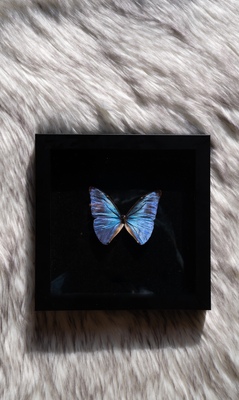 安东尼斯闪蝶带框成品家居装饰摆件礼物