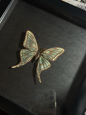 伊莎贝拉蛾成品蛾类昆虫蝴蝶标本高端珍稀品种可定制研学科普展览