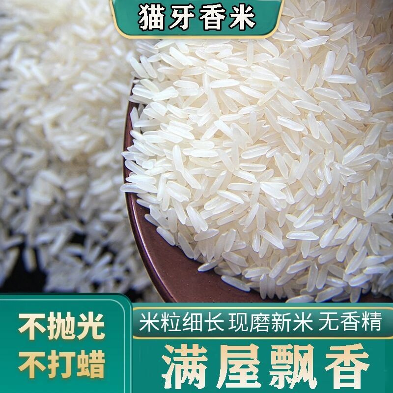 正宗猫牙米1斤长粒香丝苗米500g油粘香米象牙米晚稻便宜蛋炒饭
