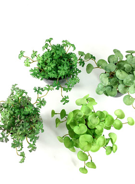 厂家现货供应仿真花束 手感多肉香菜叶 家居装饰塑料绿植铜钱草