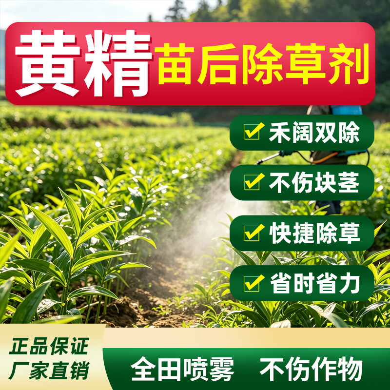 黄精苗除草剂老虎姜小苗后灭草药禾阔双杀不伤苗农药全田喷雾