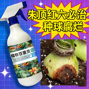 朱顶红红斑病红锈病烂根专用药杀菌剂催花爆芽素种球根营养液肥料