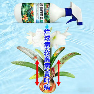 朱顶红红斑病红锈病烂根专用药杀菌剂催花爆芽素种球根营养液肥料