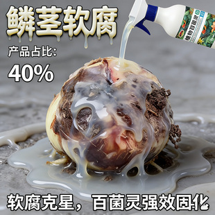 朱顶红红斑病红锈病烂根专用药杀菌剂催花爆芽素种球根营养液肥料