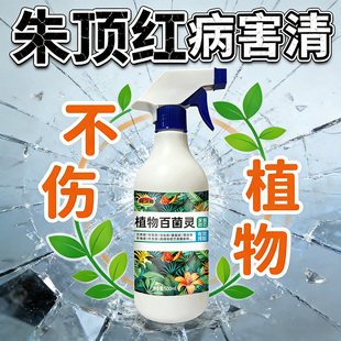 朱顶红红斑病红锈病烂根专用药杀菌剂催花爆芽素种球根营养液肥料