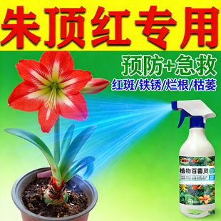 朱顶红红斑病红锈病烂根专用药杀菌剂催花爆芽素种球根营养液肥料