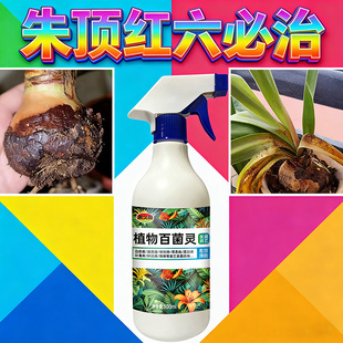 朱顶红红斑病红锈病烂根专用药杀菌剂催花爆芽素种球根营养液肥料