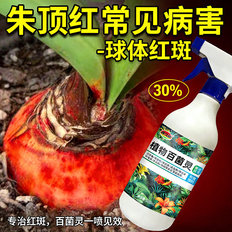朱顶红红斑病红锈病烂根专用药杀菌剂催花爆芽素种球根营养液肥料,鲜花速递/花卉仿真/绿植园艺,家庭园艺肥料,淘宝优惠券,粉丝福利购,淘宝优惠卷