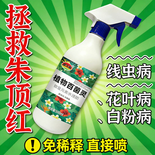 朱顶红红斑病红锈病烂根专用药杀菌剂催花爆芽素种球根营养液肥料