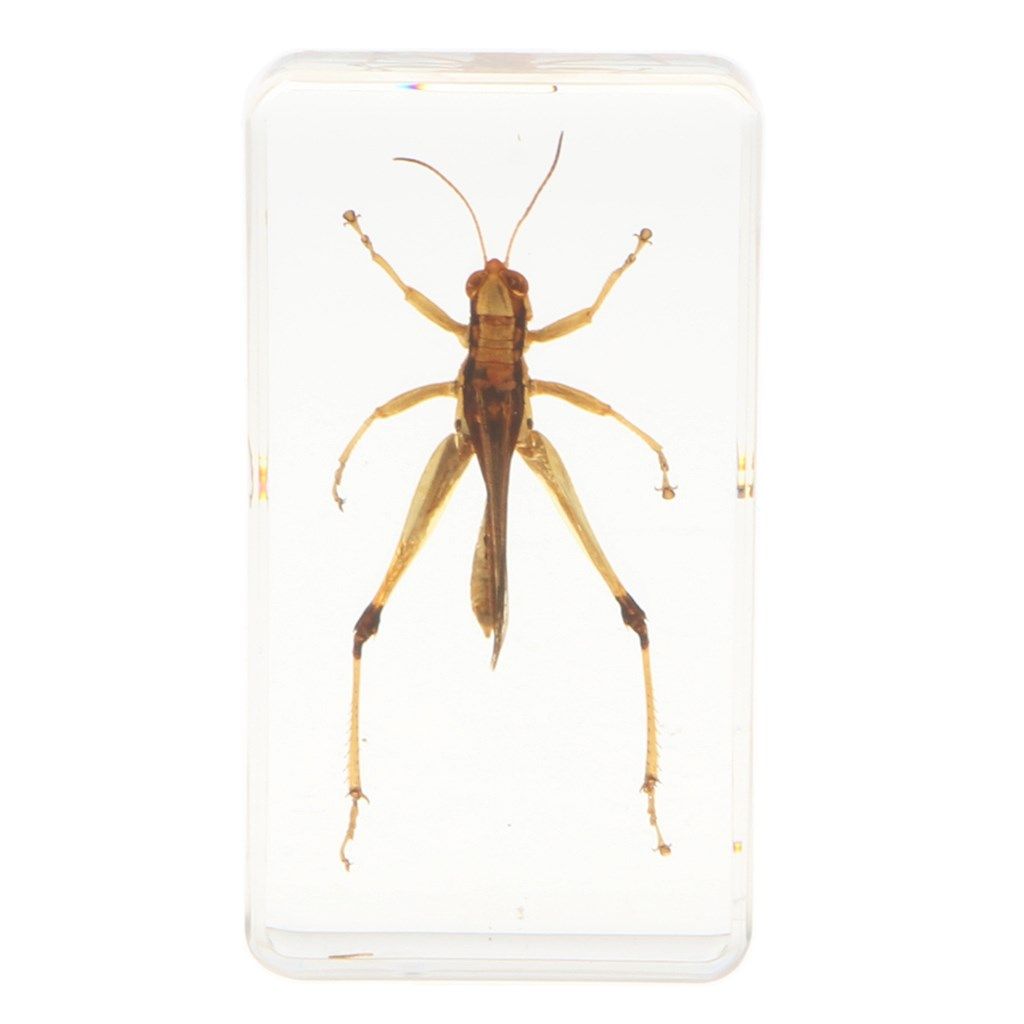 real insect specimen creative paperweight collection gift or