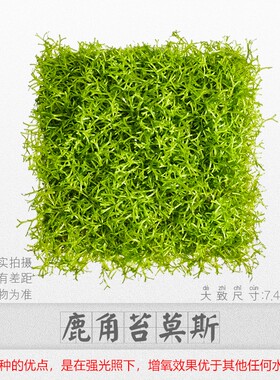 Aquarium landscape antlers moss plant freshwater aquatic