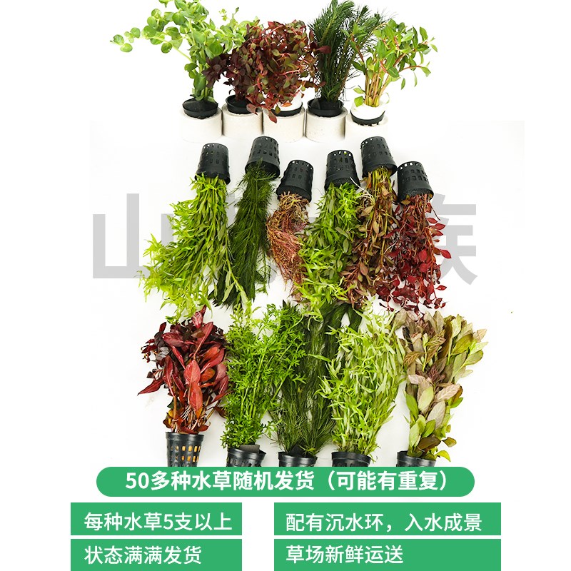 Moss seaweed plants as white fish tank negative living