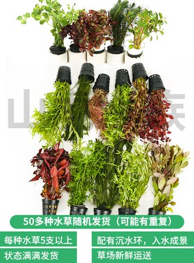 Moss seaweed plants as white fish tank negative living