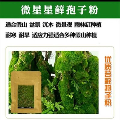 Bryophytes seed suction stone rockery water stone bonsai