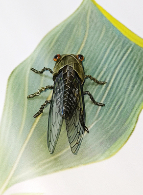 中国非遗草编昆虫知了仿真知了棕编特色手工艺品居家摆件场景装饰