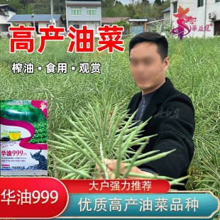 油菜籽种榨油华油999油菜籽种高产耐寒油菜籽种抗病抗倒黑油菜籽