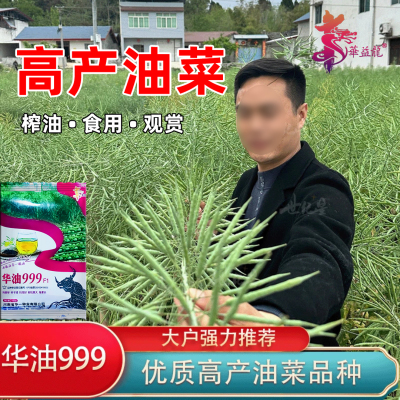 油菜籽种华油999高产油菜籽