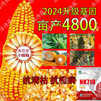 新升级nk718抗锈病矮杆大
