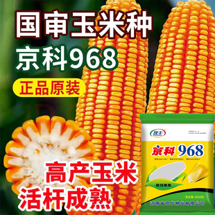 国审现丰京科968玉米种子大棒白轴抗病抗旱耐涝耐高温花粉大玉米