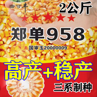 高产玉米种子非转基因郑单958抗病抗旱耐涝抗高温活杆成熟正品