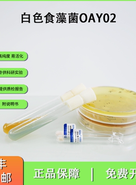 OAY02白色食藻菌 生产琼胶酶 海藻分离