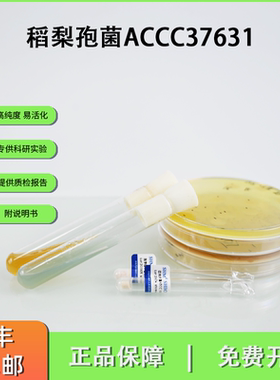 ACCC37631稻梨孢菌 植物病理研究水稻稻瘟病