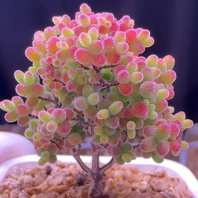 密叶糖球枝干番杏多肉植物室内稀有花卉小盆栽群生老桩糖果造型桩