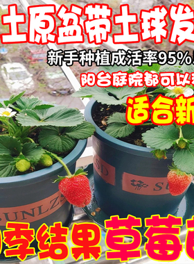 草莓种植苗盆栽脱毒穴盘苗带花果带土四季奶油红颜秋冬草莓秧苗