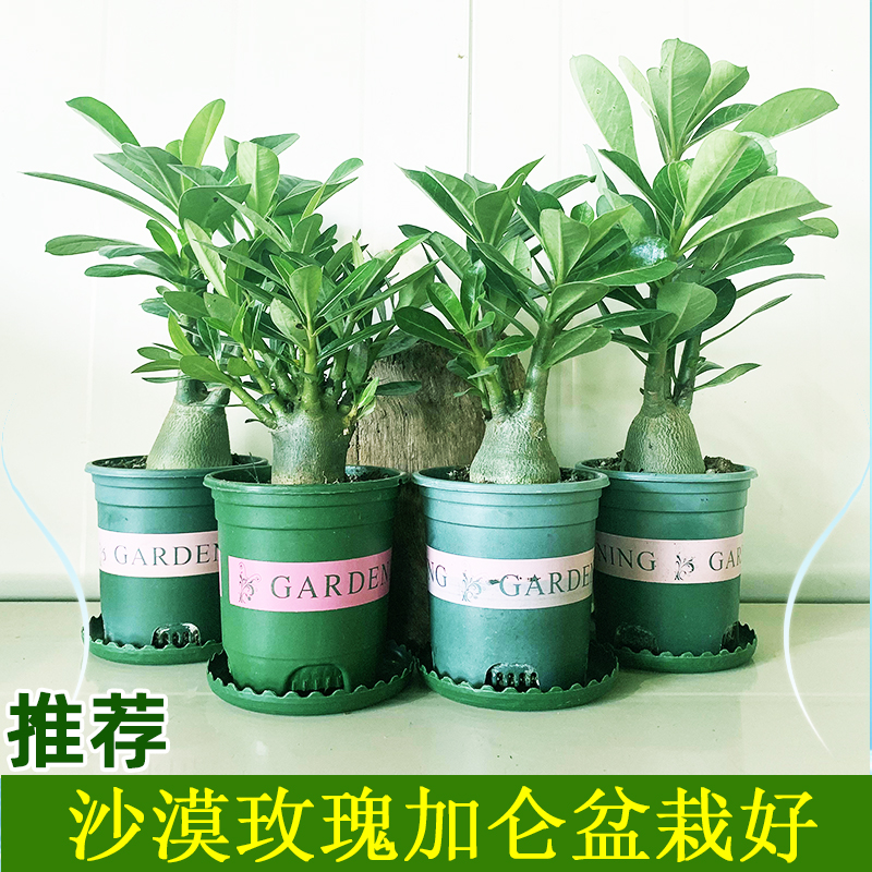 养养就开花一花传三代喜高温