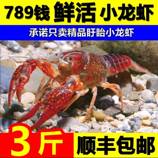 湖北小龙虾鲜活789钱潜江清水虾3斤红壳虾特大淡水活虾新鲜商用