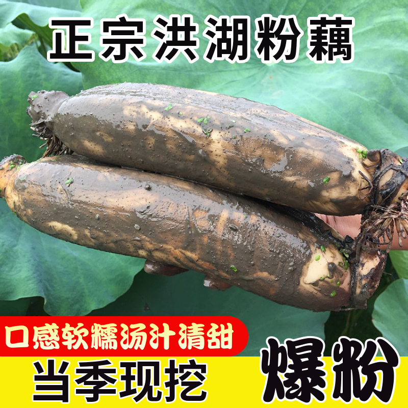 洪湖莲藕湖北特产新鲜粉藕煲汤粉糯炖汤藕糯米藕九孔藕野藕红藕