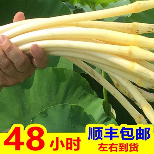2025尖藕莲藕洪湖湖北现挖特产