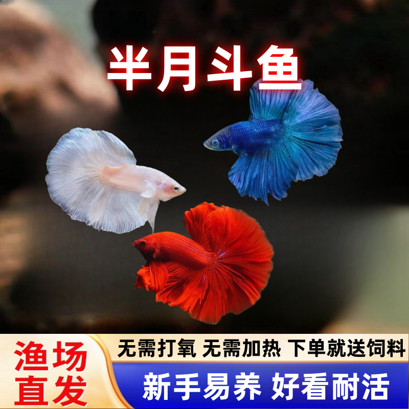 泰国斗鱼好养耐活小型观赏鱼苗活鱼中国小鱼活体马尾半月粉色套装