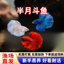 泰国斗鱼好养耐活小型观赏鱼苗活鱼中国小鱼活体马尾半月粉色套装