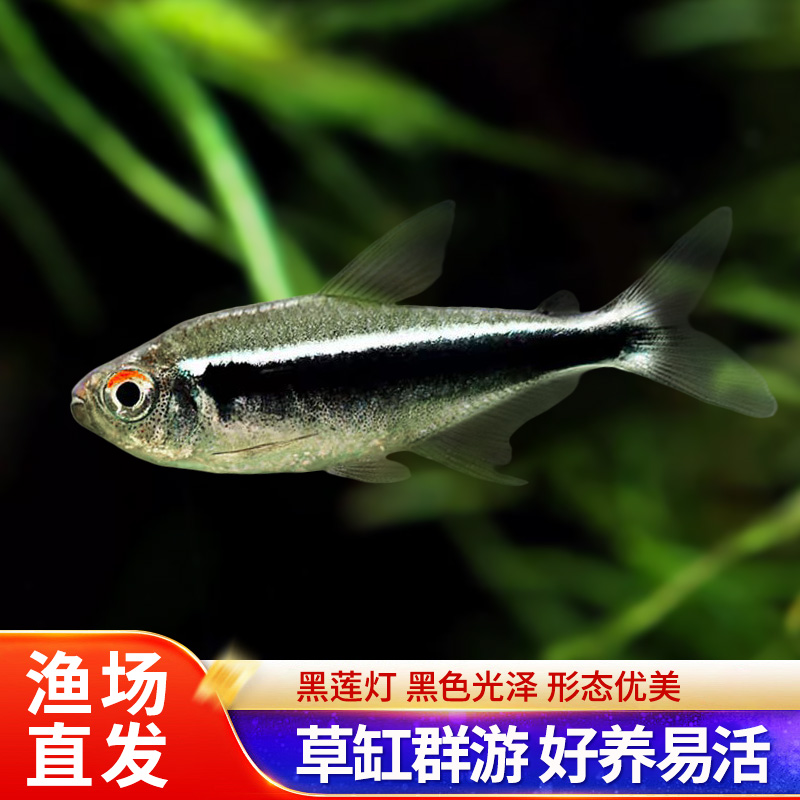 黑莲灯黑灯黑宝莲灯小型热带鱼观赏鱼红绿灯黑管灯鱼草缸群游活体