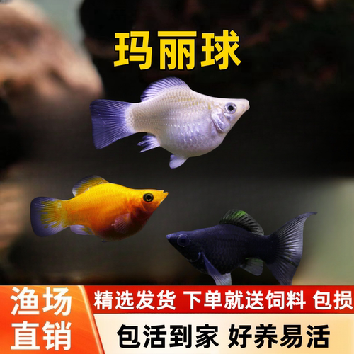 宠瑜幻倪宠物玛丽孔雀胎生小型鱼