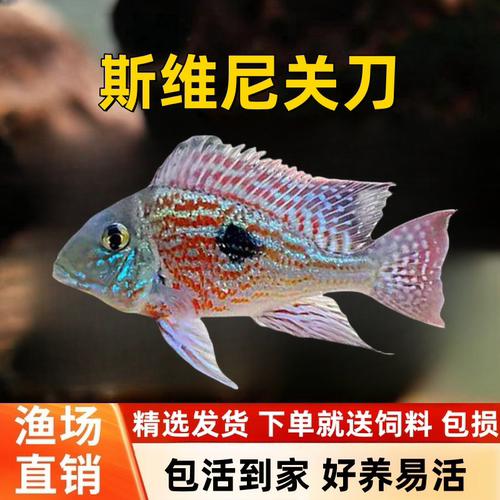 斯维尼关刀鱼活体南美食土鲷元宝凤凰红珍珠蓝宝石关刀热带观赏鱼