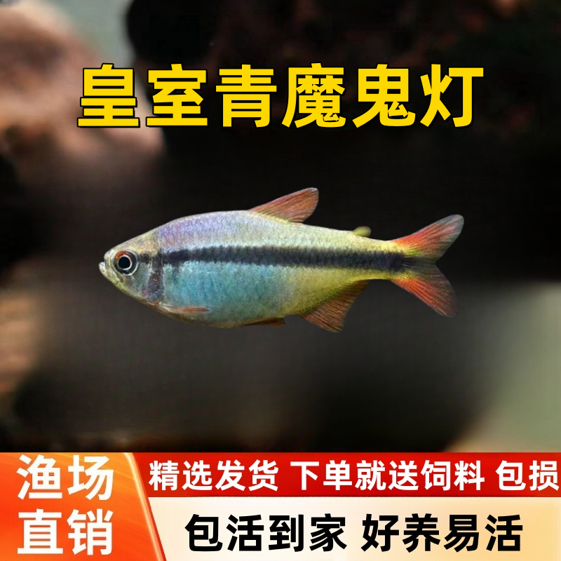 皇室灯鱼宠瑜好养耐活淡水