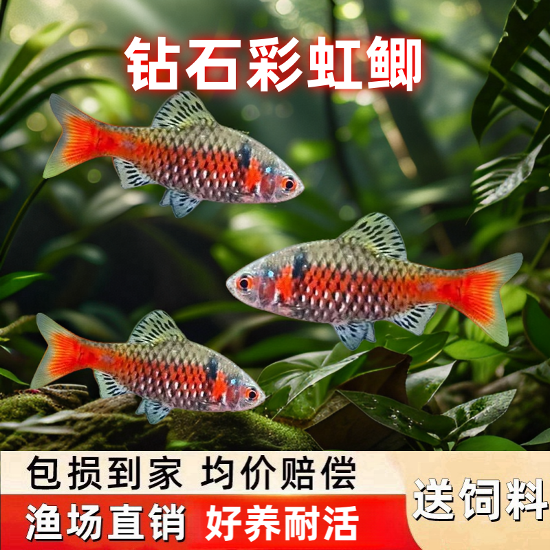 钻石彩虹鲫冷水原生观赏鱼宝石奥德萨鲃免加温群游鱼好养新手活体
