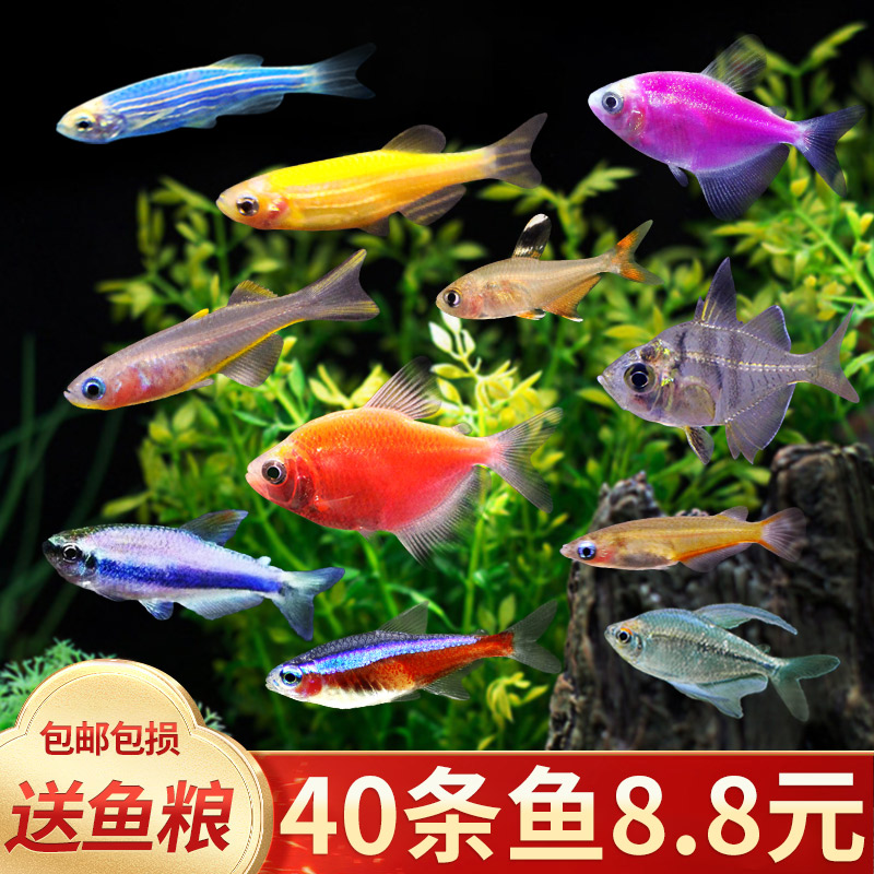 热带鱼观赏淡水鱼活体宠物鱼小型鱼斑马红绿灯孔雀群游鱼苗灯科鱼